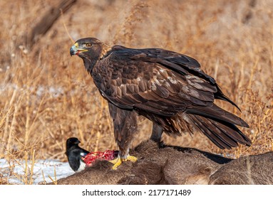 5,160 Dead eagle Images, Stock Photos & Vectors | Shutterstock