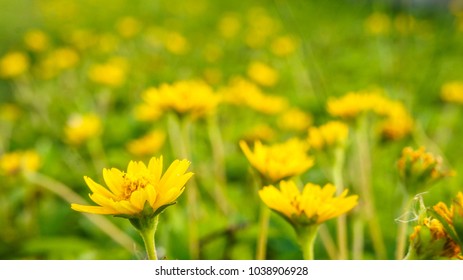 Beautiful golden flower on green grass . Freshness concept.
