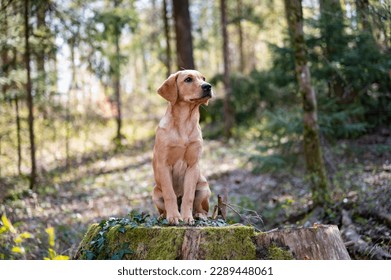 Beautiful golden labrador retriever puppy sitting on a tree stump in sun lit spring forest. - Powered by Shutterstock