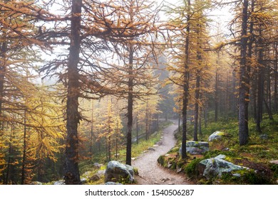 Beautiful golden larches in mountains, Canada. Fall season.