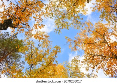 Beautiful Golden Leaves In Autumn. Bright Fall Colours. The Blue Sky Shines Through The Branches Of Trees With Yellow Leaves. 