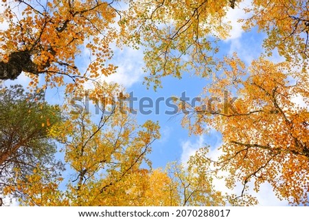 Beautiful golden leaves in autumn. Bright fall colours. The blue sky shines through the branches of trees with yellow leaves. 