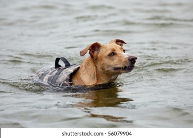 Beautiful Golden Mixed Breed Dog Swimming While Wearing A Life Preserver