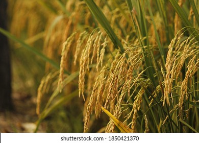 Beautiful Golden Paddy Barley Field Bokeh Stock Photo 1850421370 ...