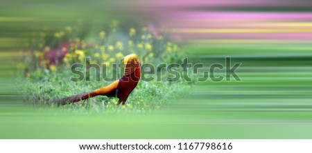 Similar – May catkin on blue ground