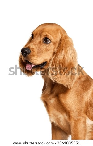 Beautiful, golden, purebred dog, English cocker spaniel calmly sitting isolated on white background. Concept of domestic animals, pet care, vet, action and motion, love, friend. Copy space for ad