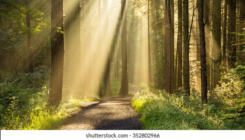 113,272 Forest canopy Images, Stock Photos & Vectors | Shutterstock