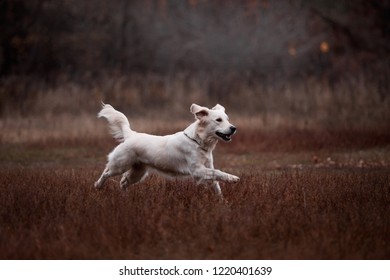 Beautiful Golden Retriever In The Autumn Forest