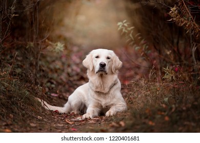 Beautiful golden retriever in the autumn forest - Shutterstock ID 1220401681