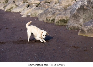 Beautiful golden retriever digging frantically in the sand on a beach along the St. Lawrence River in the Cap-Rouge area of Quebec City during an early summer morning