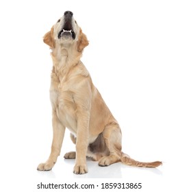 beautiful golden retriever dog barking at something that makes him alert and sitting against white background