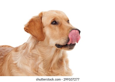 Schöne Golden Retriever Hundezüchtung einzeln auf weißem Hintergrund