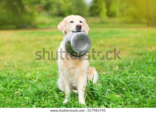 Beautiful Golden Retriever dog holding in teeth a bowl on grass