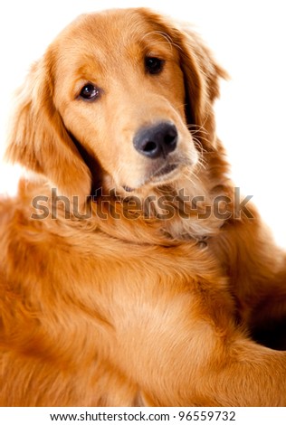 Similar – Image, Stock Photo cute golden retriever dog at home holding a blueberry on his snout. adorable obedient pet. Home, indoors and lifestyle