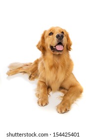 A Beautiful Golden Retriever Dog Laying Down.