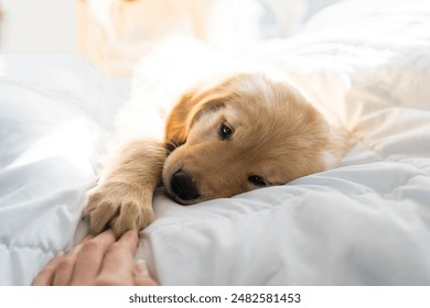 Beautiful golden retriever dog lies down and sleeps on the white bed with bright sunlight during the day _ Golden retriever puppies  - Powered by Shutterstock