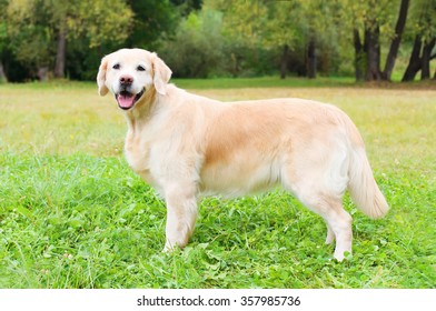 5,366 Retriever profile Images, Stock Photos & Vectors | Shutterstock