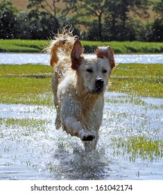Beautiful golden retriever dog running through the shallow waters of a creek on a flood tide, with the water cascading like diamond lights around her