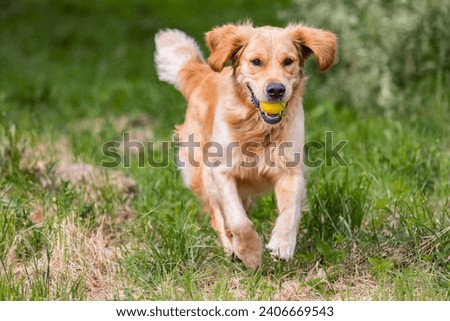 Beautiful golden retriever dog running with a yellow ball in his mouth 