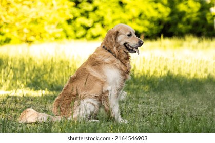 Beautiful Golden Retriever Dog Sitting On A Grass