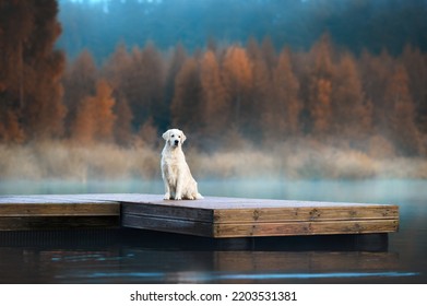 beautiful golden retriever dog sitting at the lake in autumn - Shutterstock ID 2203531381