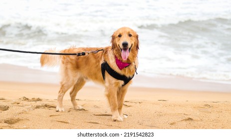 a beautiful golden retriever dog wearing a dog harness and a leash standing on sand in a beach in an evening at summer - Powered by Shutterstock
