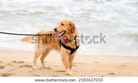a beautiful golden retriever dog wearing a dog harness and a leash standing on sand in a beach in an evening at summer