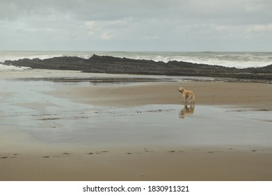 what health problems do cantabrian water dog have