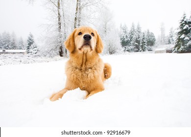 10,417 Golden retriever in the snow Images, Stock Photos & Vectors ...