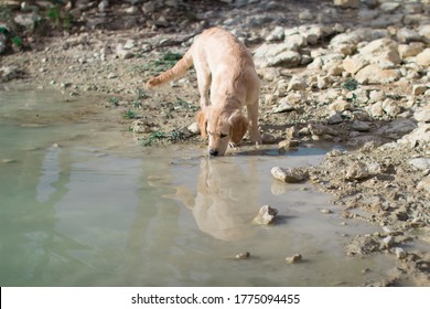 Beautiful Golden Retriever Puppy Dog Playing And Drinking Water While Getting Wet In A Small Lake Surrounded By Dirt And Rocks In A Wooded Area During A Sunny Day In Catalonia Spain