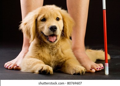 A Beautiful Golden Retriever Puppy In Training To Be A Guide Dog For The Blind.  Laying In Front Of A Woman With A Cane.