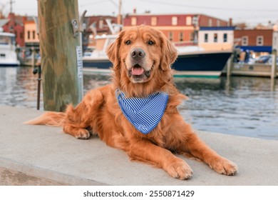 A beautiful golden retriever sits smiling on the side of a marina in historic Annapolis Maryland - Powered by Shutterstock