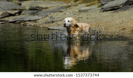 Similar – A white dog shakes water out of its fur at a lake.