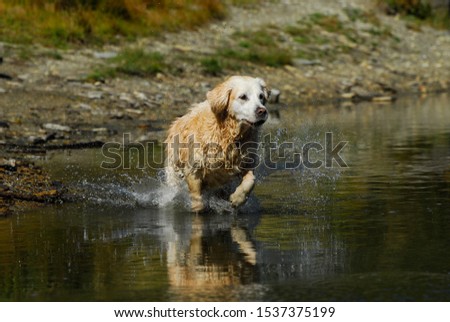 Similar – A white dog shakes water out of its fur at a lake.