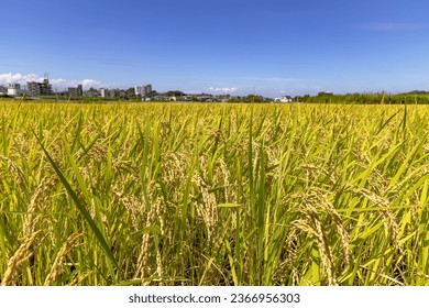 Beautiful golden rice and blue sky - Shutterstock ID 2366956303