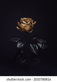 Beautiful golden rose flower with black leaves isolated on a dark black background. Creative Halloween or mystery concept. Elegant love and passion floral idea.