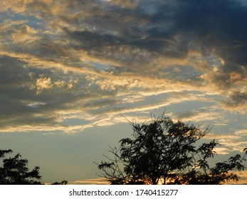 Beautiful golden sky with wispy clouds and green tree silhouettes