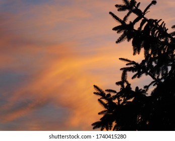 Beautiful golden sky with wispy clouds and green tree silhouettes