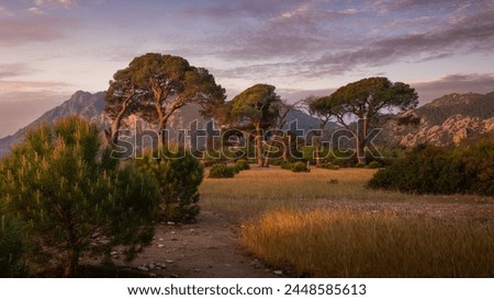 Beautiful golden sunrise landscape with big mighty pine tree over grass and bushes with mountains in the background and light clouds in the sky, Cirali, Turkey