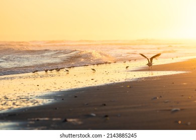 Beautiful golden sunset light illuminating a beach filled with seagulls and sea birds - Jones Beach Long Island New York - Powered by Shutterstock