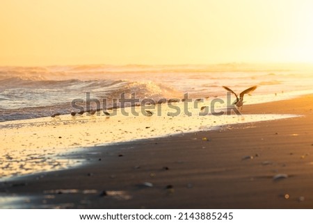 Beautiful golden sunset light illuminating a beach filled with seagulls and sea birds - Jones Beach Long Island New York