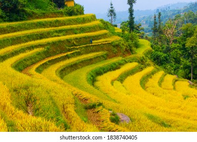 Beautiful golden terraced rice fields in harvest season, in Hoang Su Phi District (Ha Giang Province, Northeast Vietnam). 