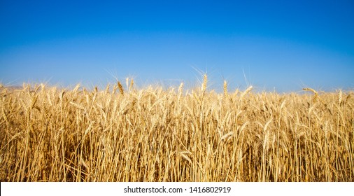 Beautiful golden wheat field and blue sky
