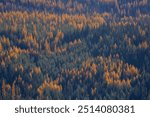 Beautiful, golden yellow larch trees in the Blewett Pass area of Washington state in autumn
