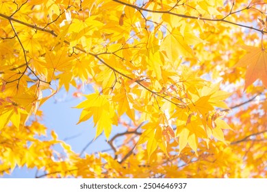 Beautiful golden yellow maple leaves wallpaper background. Karuizawa, Nagano Prefecture, Japan - Powered by Shutterstock - Get 15% off with code: PIKWIZARD15
