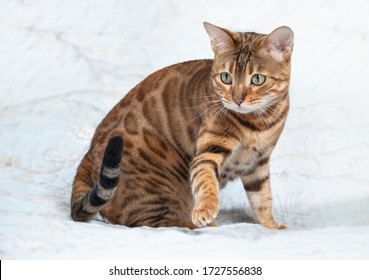 А beautiful golden-colored bengal cat on a white background