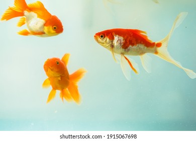 金魚 の画像 写真素材 ベクター画像 Shutterstock