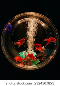 Beautiful goldfish in the aquarium
