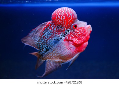 Beautiful Good Color Flowerhorn Cichlid Fish Stock Photo 428721268 ...