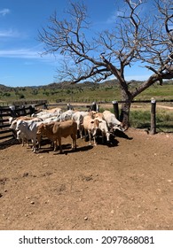 A Beautiful Goodmorning On The Farm